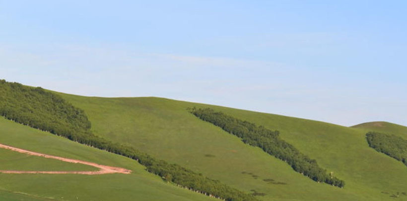 桃李满门指是代表什么生肖，最佳释义解析成语