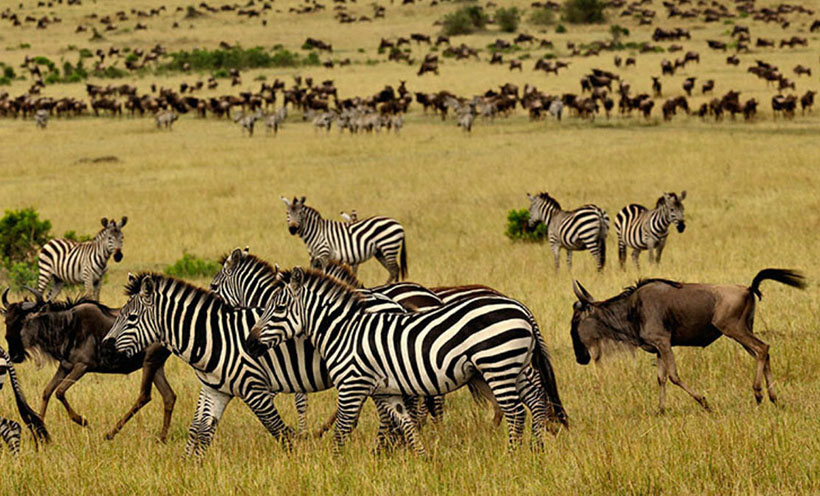 牛肥羊壮吃青草，每逢佳节倍思亲代表最佳准确生肖  释义经典涵义完美解析