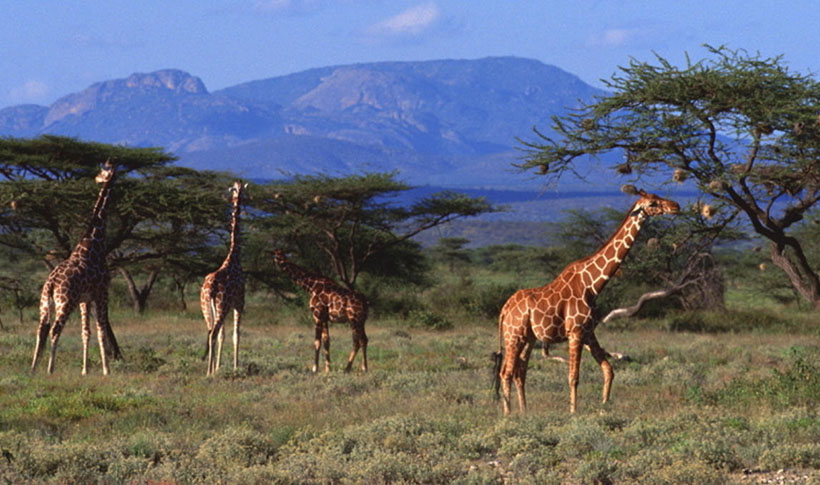恶性难改似怒涛，胆小贪心今复来是指什么生肖，成语落实解答分析