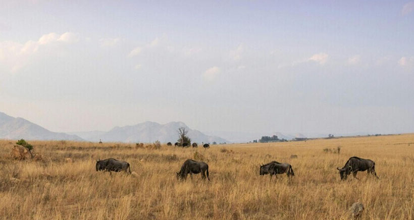 路隔巴山莫厌深猜打一最佳正确生肖、词语落实释义解释