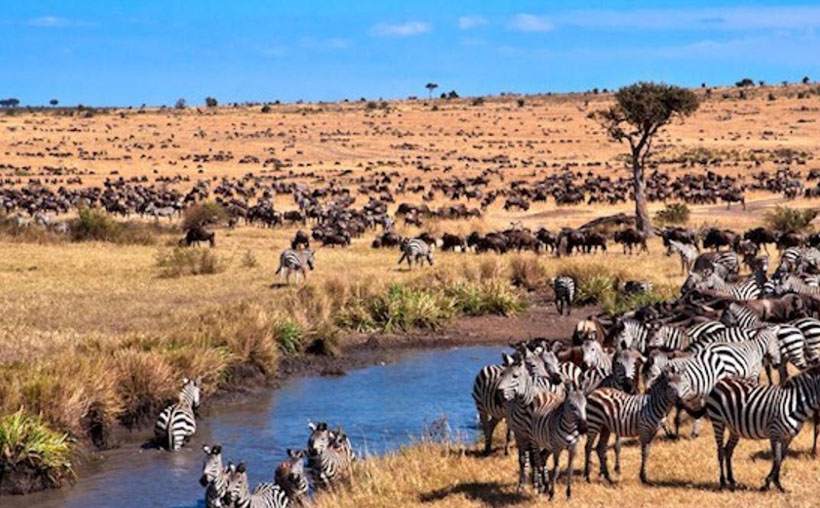 高，最高指示，志同道合）新年破财解读代表指是最佳哪个生肖  优先谜语剖析解释