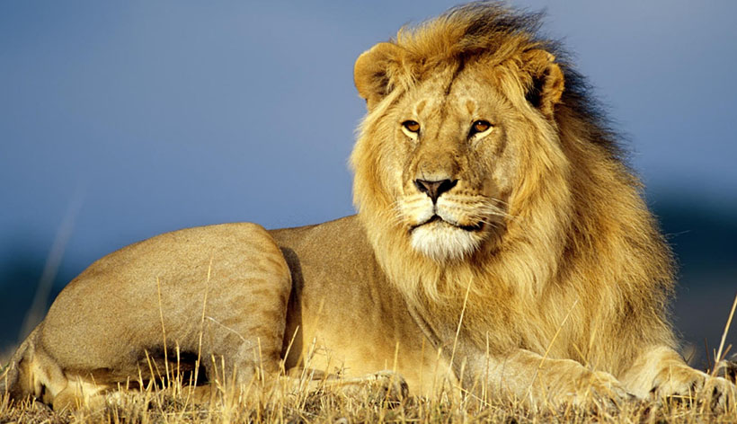 欲钱看灯笼壳子指是代表什么生肖  最佳释义谜团解释