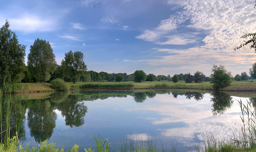 号令不行也落寞，今期狗龙猪出特是指一个最佳经典准确生肖  详情释义词语解释