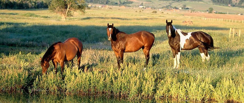 阿里千问团队动荡 多位成员接连离职 谷歌直接喊话挖人