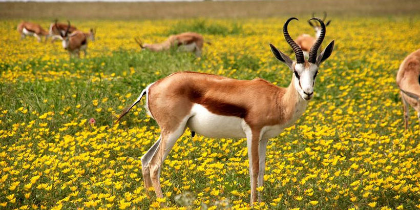 欲钱看老和尚的木鱼打一最佳精准生肖 独家解词精选释义