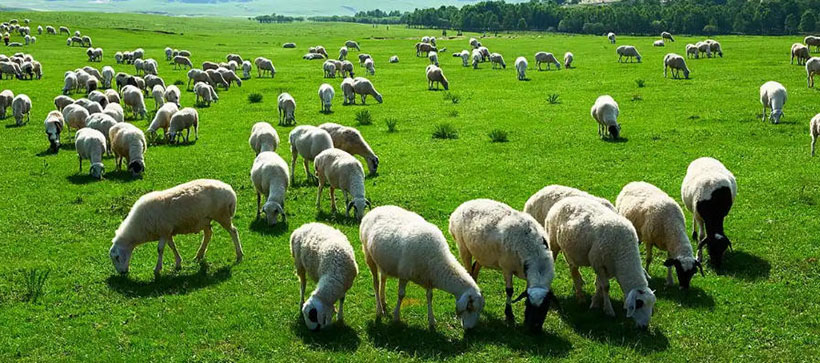 坐来黄叶落四五指是代表什么生肖，成语落实解答分析