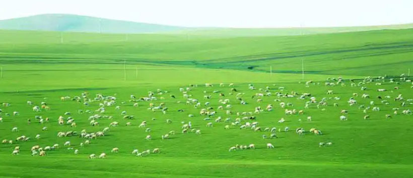 苍生涂炭打一猜生肖指代表数字动物 专属词语解析释义精选