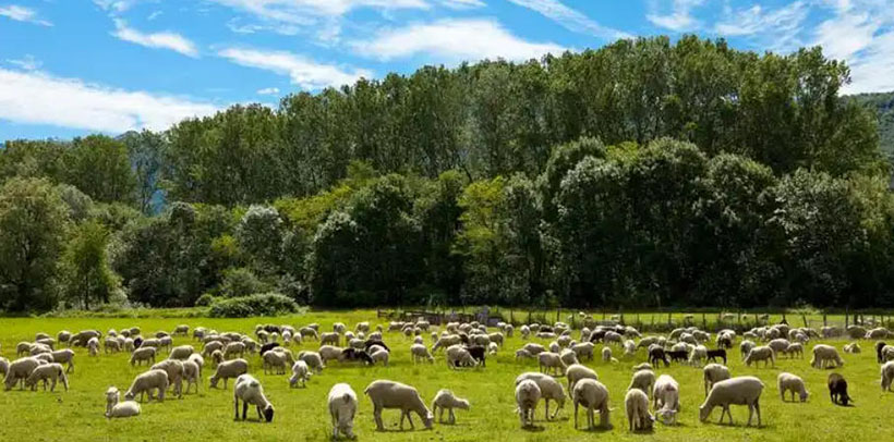 今期狗龙猪出特，一声相呼百处鸣猜指打一生肖最佳准确什么生肖 词语作答甄选解释赏析探究落实