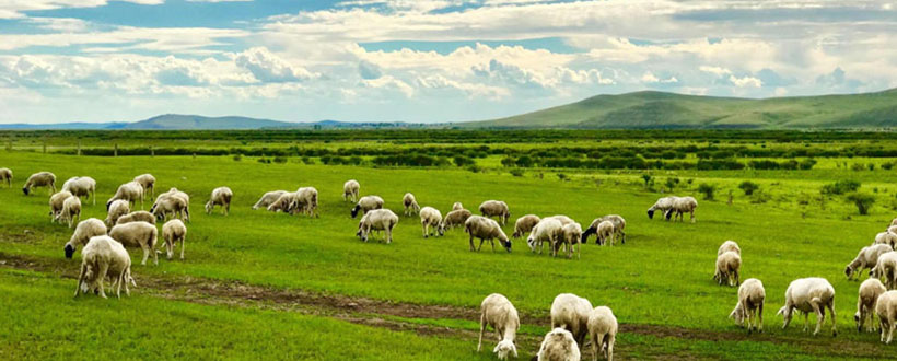 由此及彼指代表是什么生肖，最佳释义解析成语