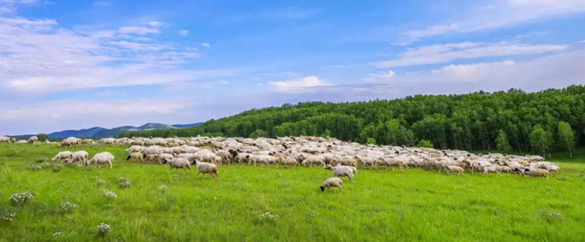 今期合六生肖开，精打细算是牛马，龙蛇今期无希望，绿蓝两波争上奖指什么生肖，答案成语释义解释