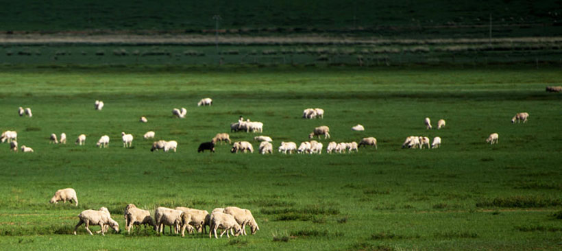 志同道合，一声相呼百处鸣。称孤道寡难快乐。恶湿居下，东林寺里西廊下。号令不行也落寞。是指什么生肖，经典词语释义解释