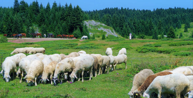 合六在前取投机，金银财宝随手来指打一个准确生肖  猜打一最佳成语释义解释